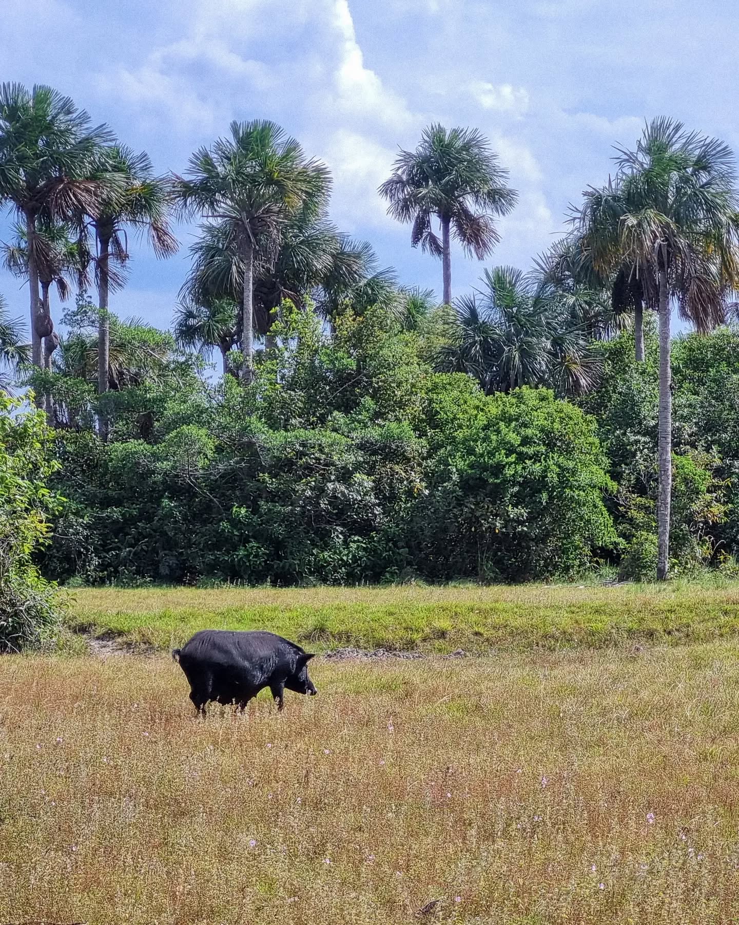 Cerdo negro en sabana con morichales al fondo.