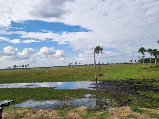 Sabana con morichales y espejo de agua.