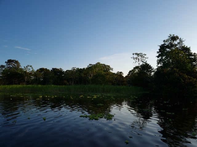 Bosque amazónico junto a un cuerpo de agua.